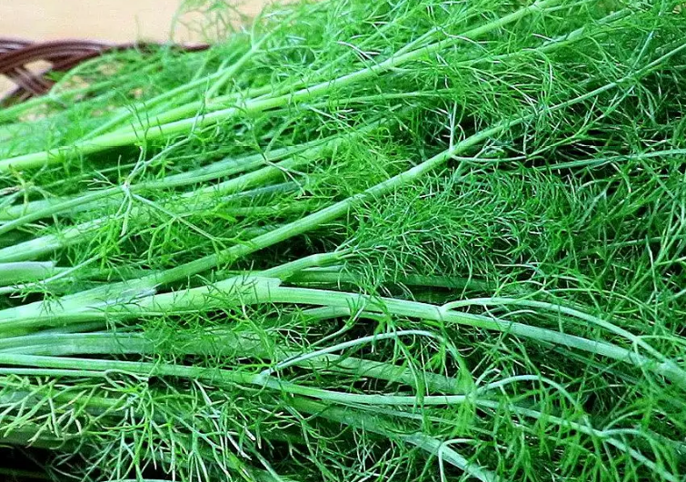 餃子機(jī)為什么做不了茴香餡的餃子？