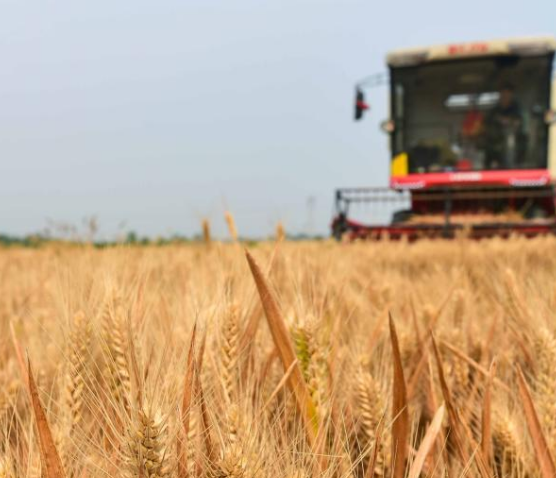 為什么我的饅頭機做的饅頭不起層？